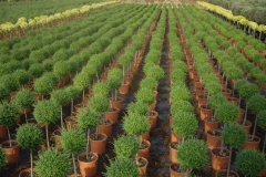 Ligustrum yonandrum 